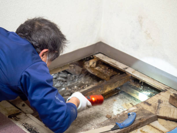 Best Water Damage Restoration  in Ironde, AL