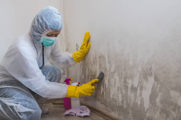 Best Certified Mold Removal  in Ironde, AL