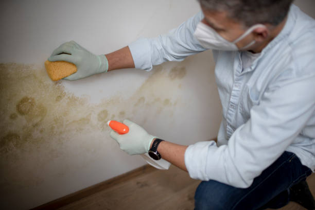 Best Water Damage Restoration  in Ironde, AL