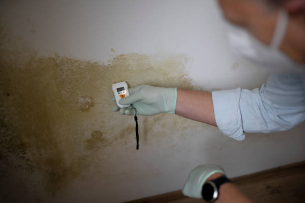 Best Black Mold Removal  in Ironde, AL
