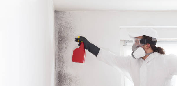 Best Same-Day Mold Removal  in Ironde, AL