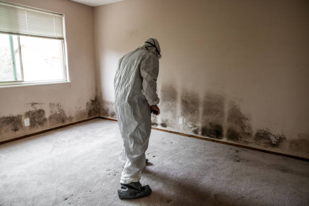 Best Mold Damage Repair  in Ironde, AL